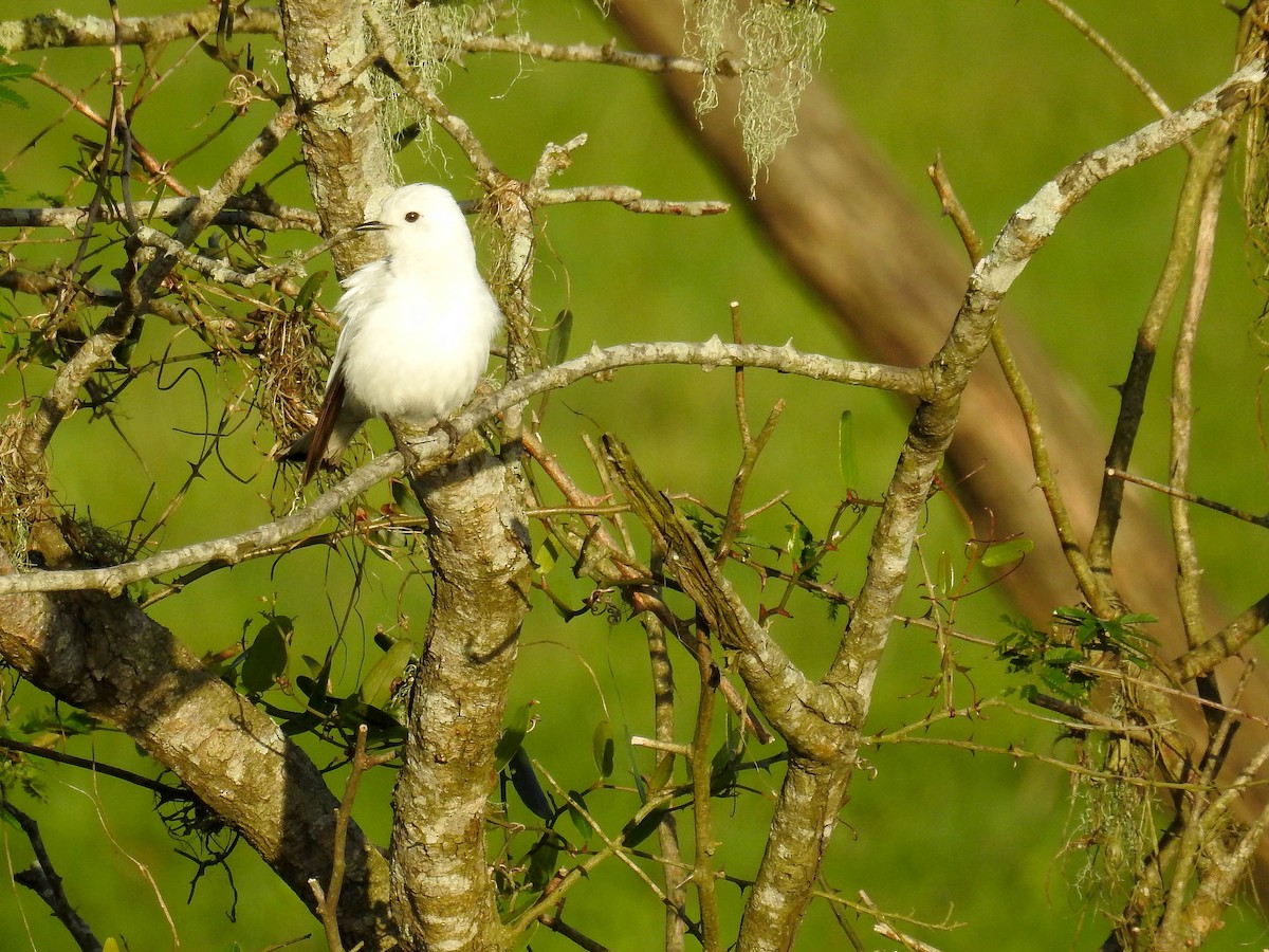 Pépoaza irupéro - ML647403471