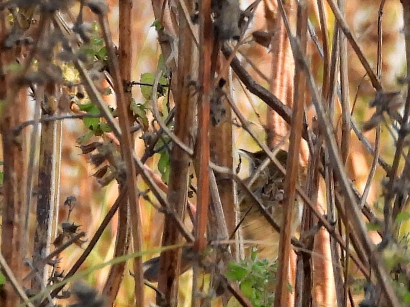 חרגולן מנומר - ML647403472