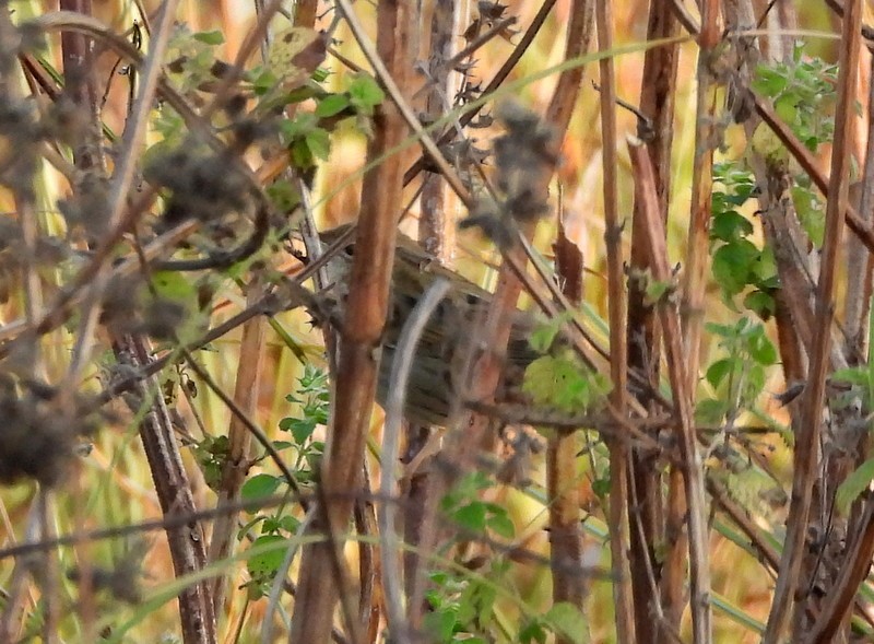 Locustelle tachetée - ML647403473