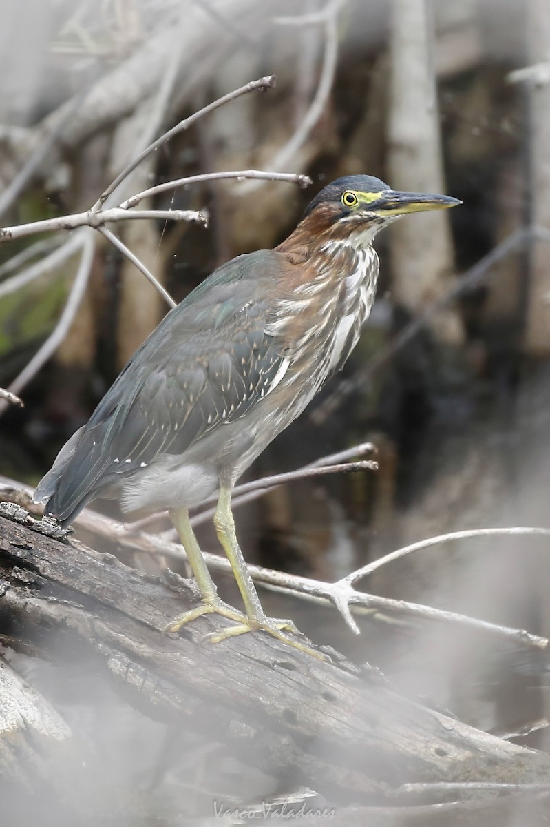 Green Heron - ML647403475