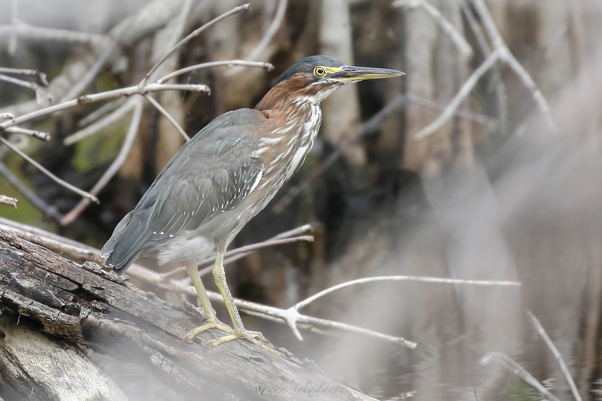 Green Heron - ML647403476
