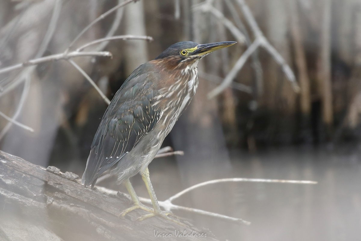 Green Heron - ML647403477