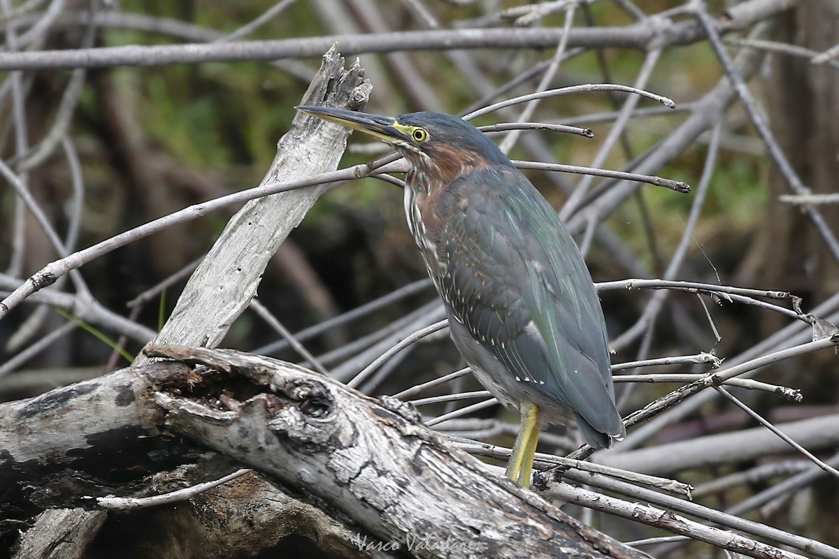 Green Heron - ML647403478
