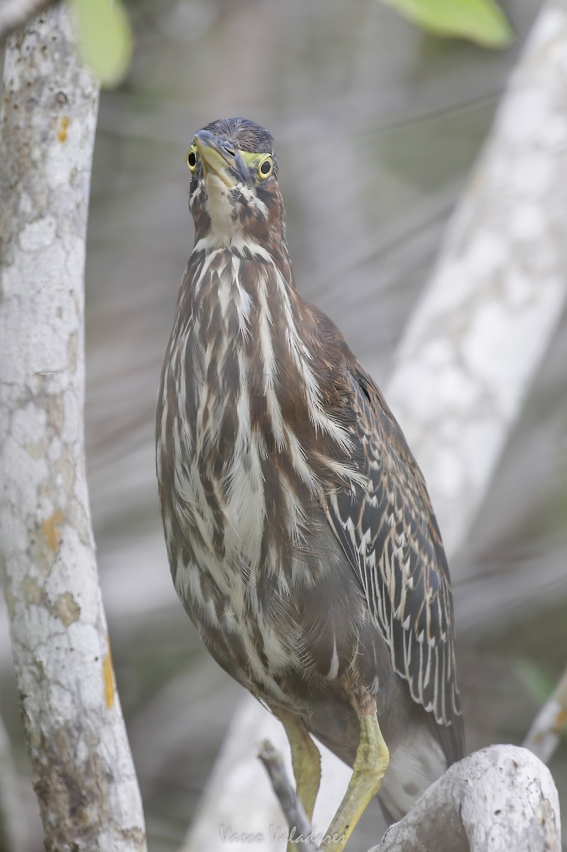 Green Heron - ML647403479