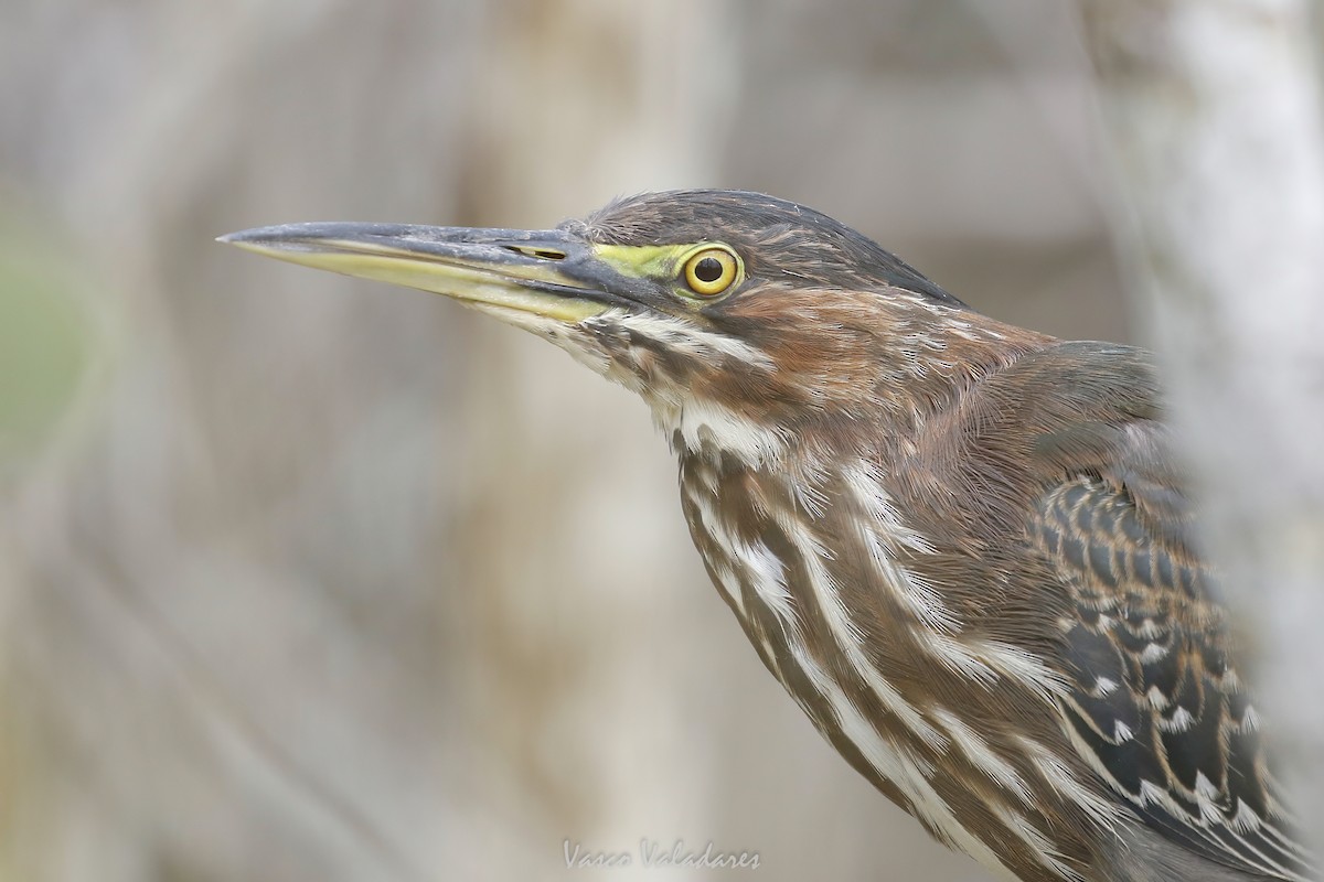 Green Heron - ML647403480