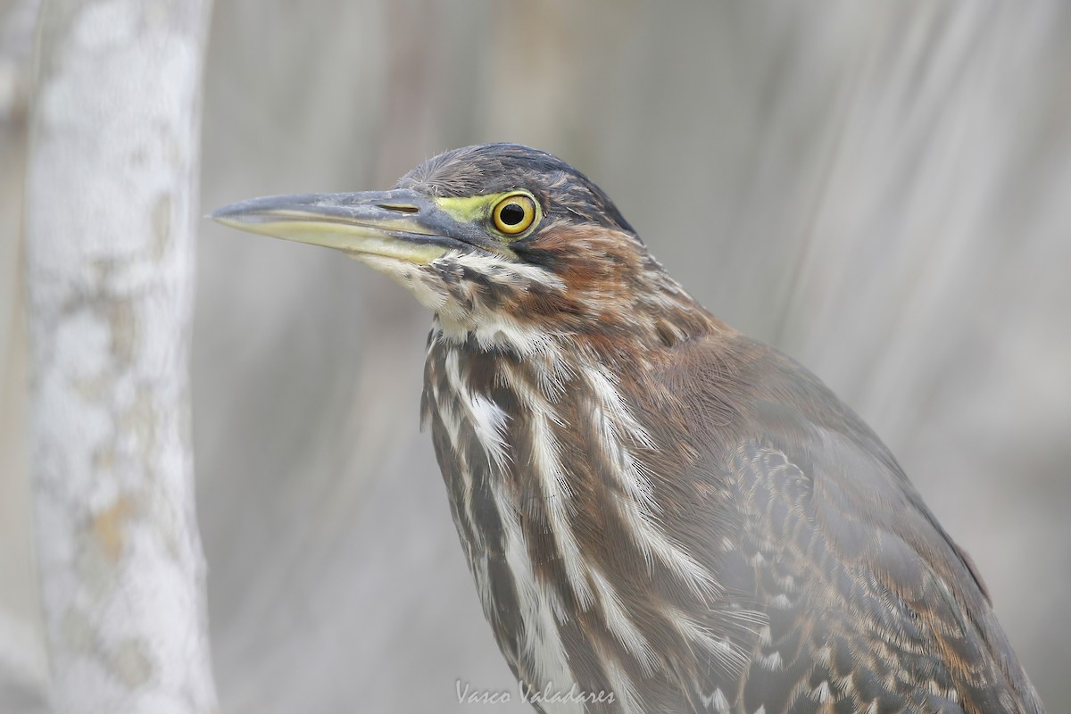 Green Heron - ML647403481