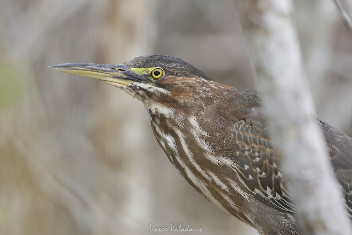 Green Heron - ML647403482