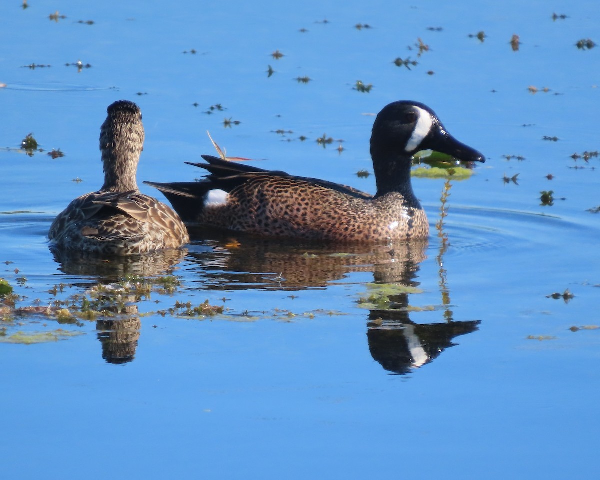 Blue-winged Teal - ML647403485