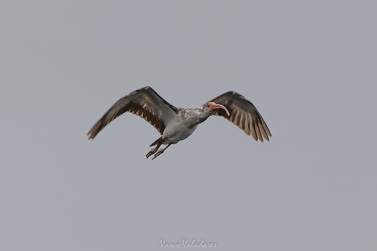 White Ibis - ML647403487