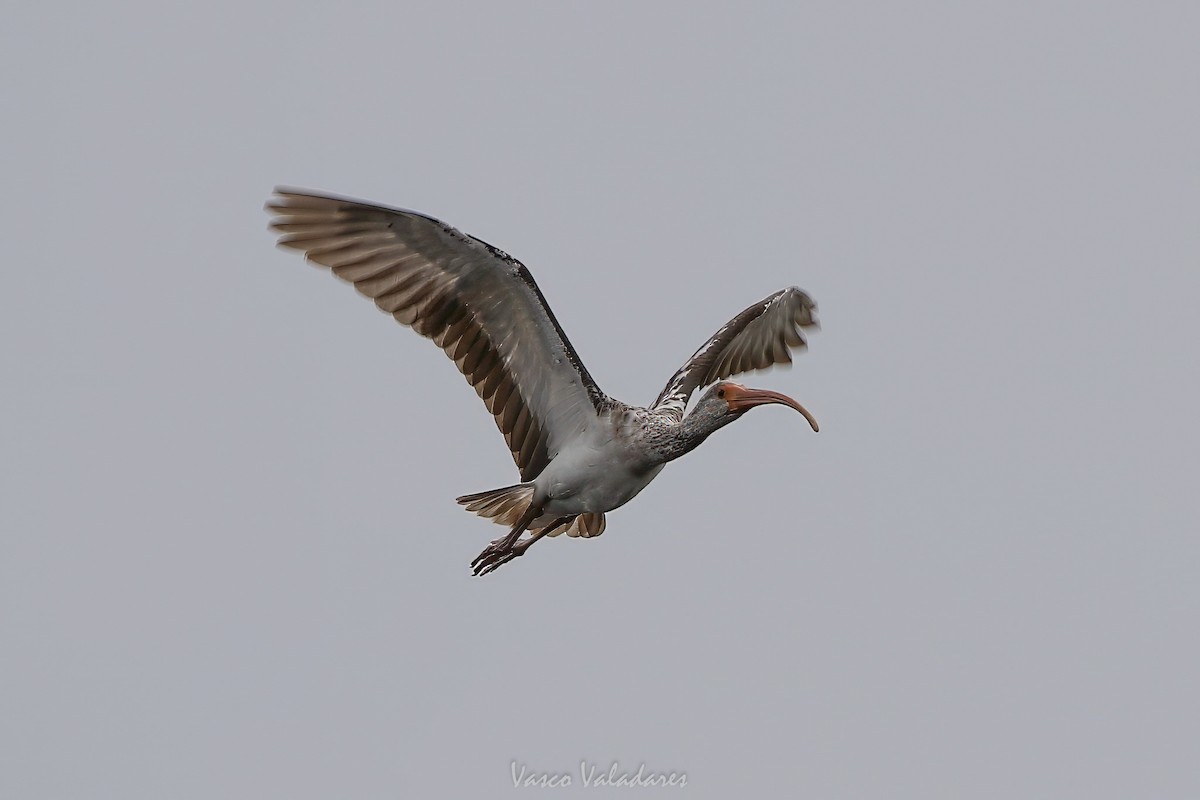 White Ibis - ML647403488
