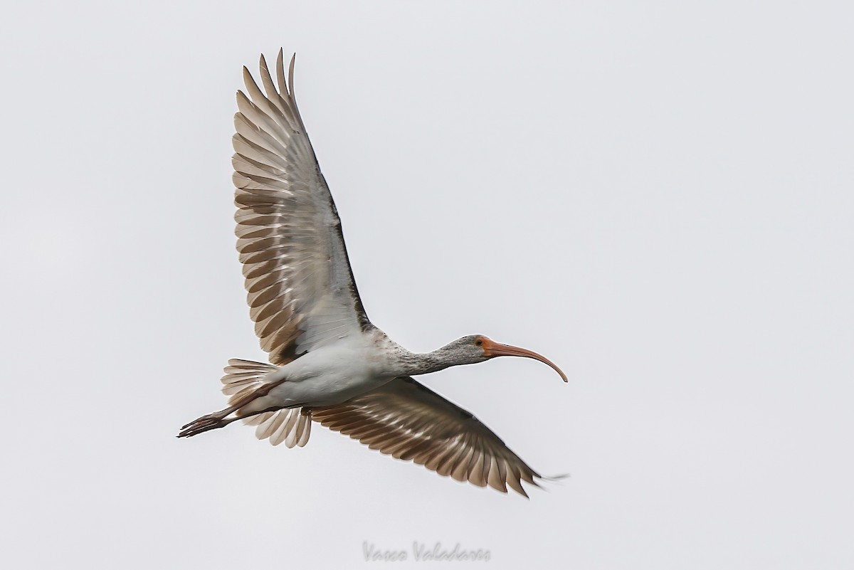 White Ibis - ML647403489