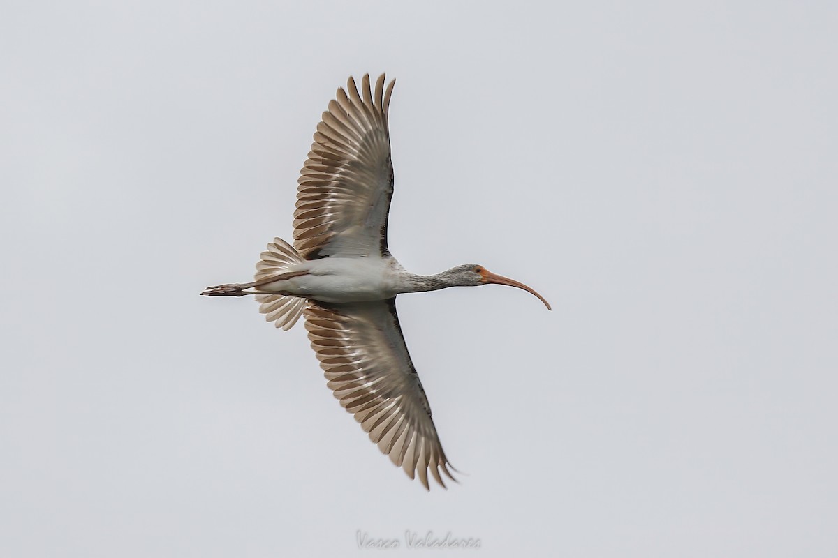 White Ibis - ML647403490