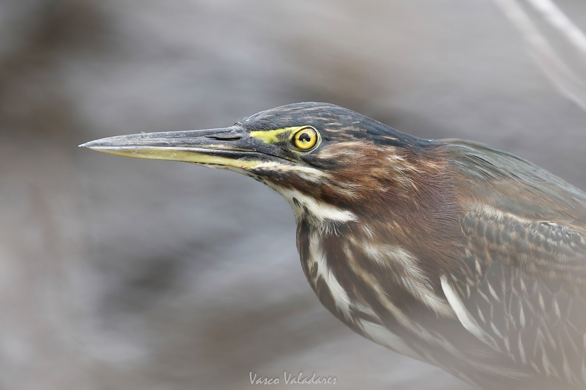 Green Heron - ML647403492