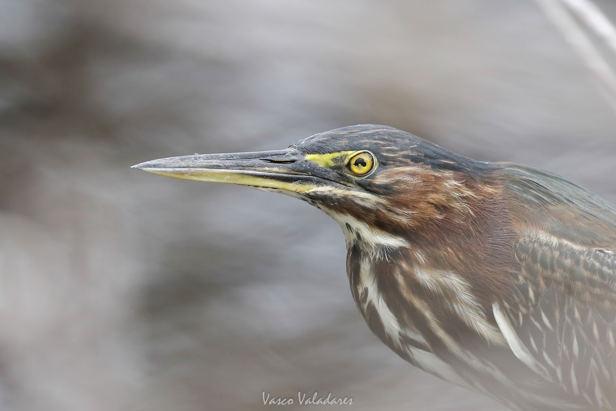 Green Heron - ML647403493