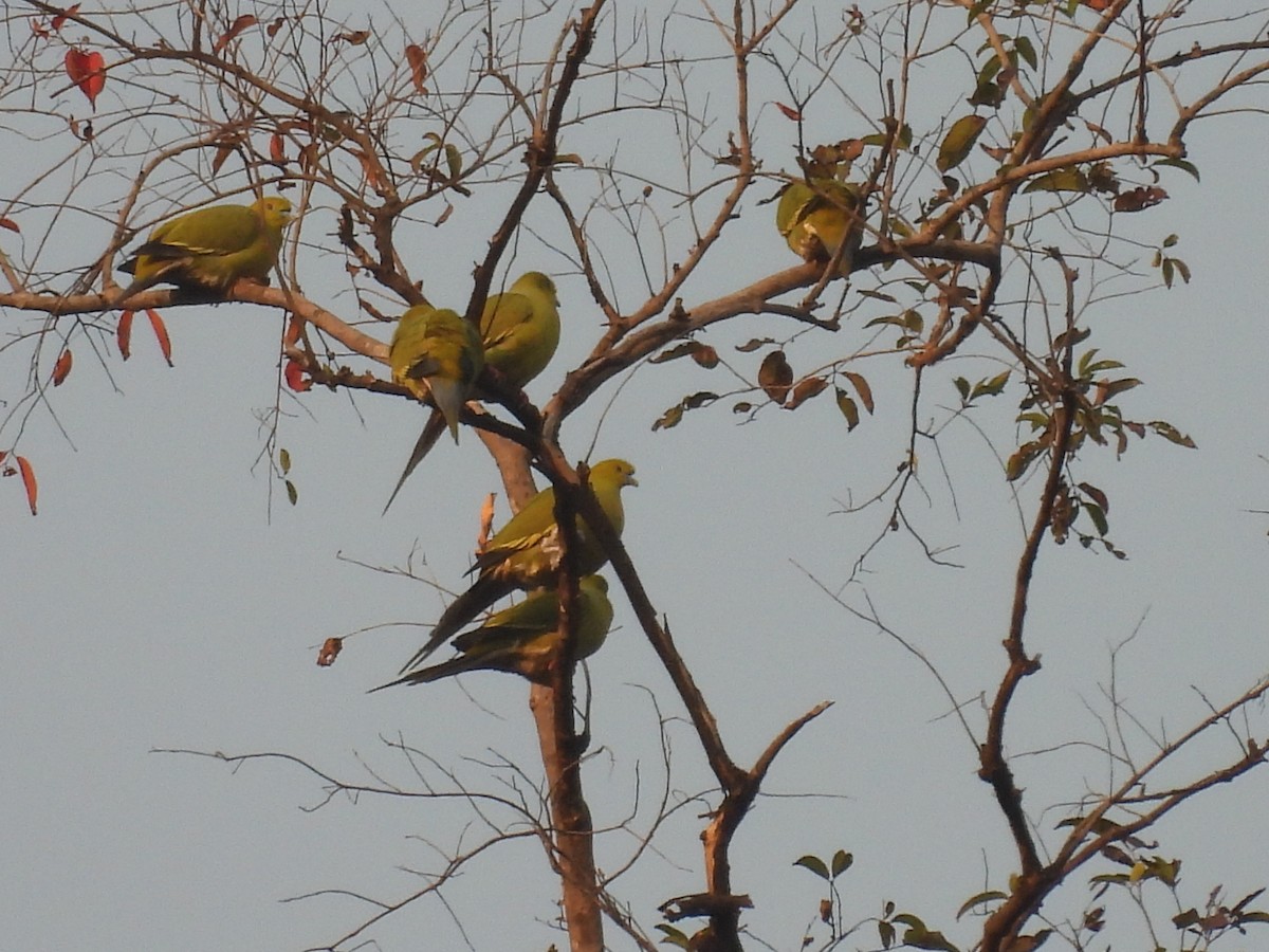 ハリオアオバト - ML647403500