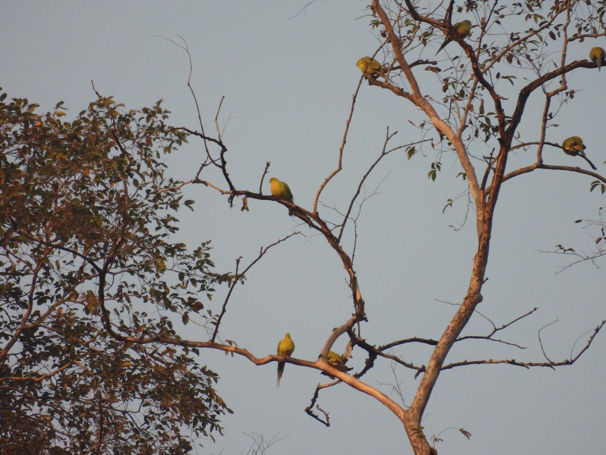 ハリオアオバト - ML647403501