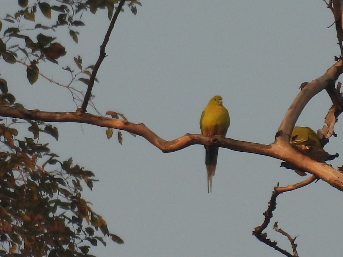 ハリオアオバト - ML647403502