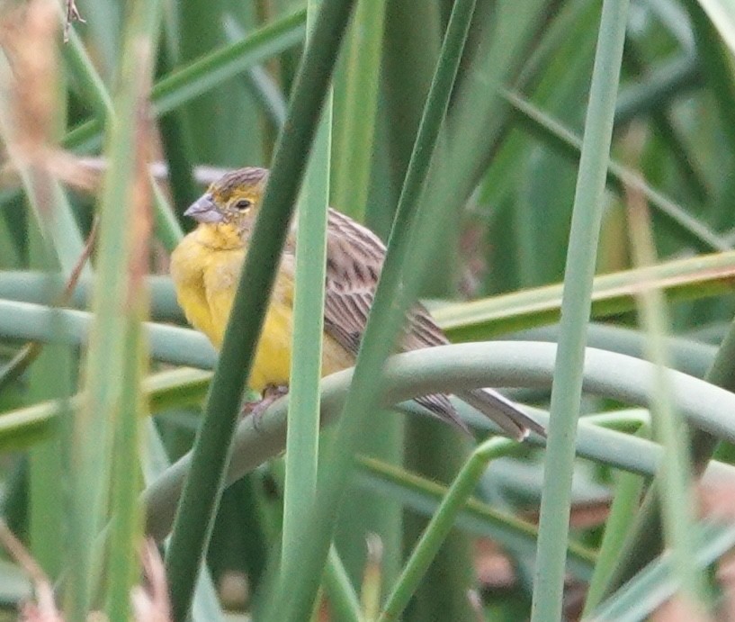Grassland Yellow-Finch - ML647403505