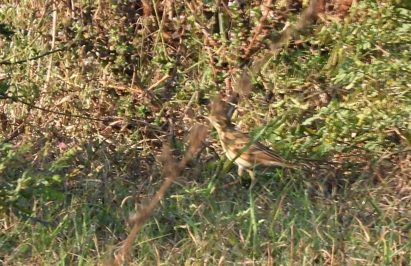 Richard's Pipit - ML647403513