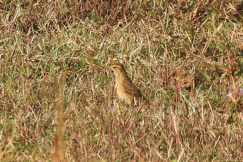 Richard's Pipit - ML647403514