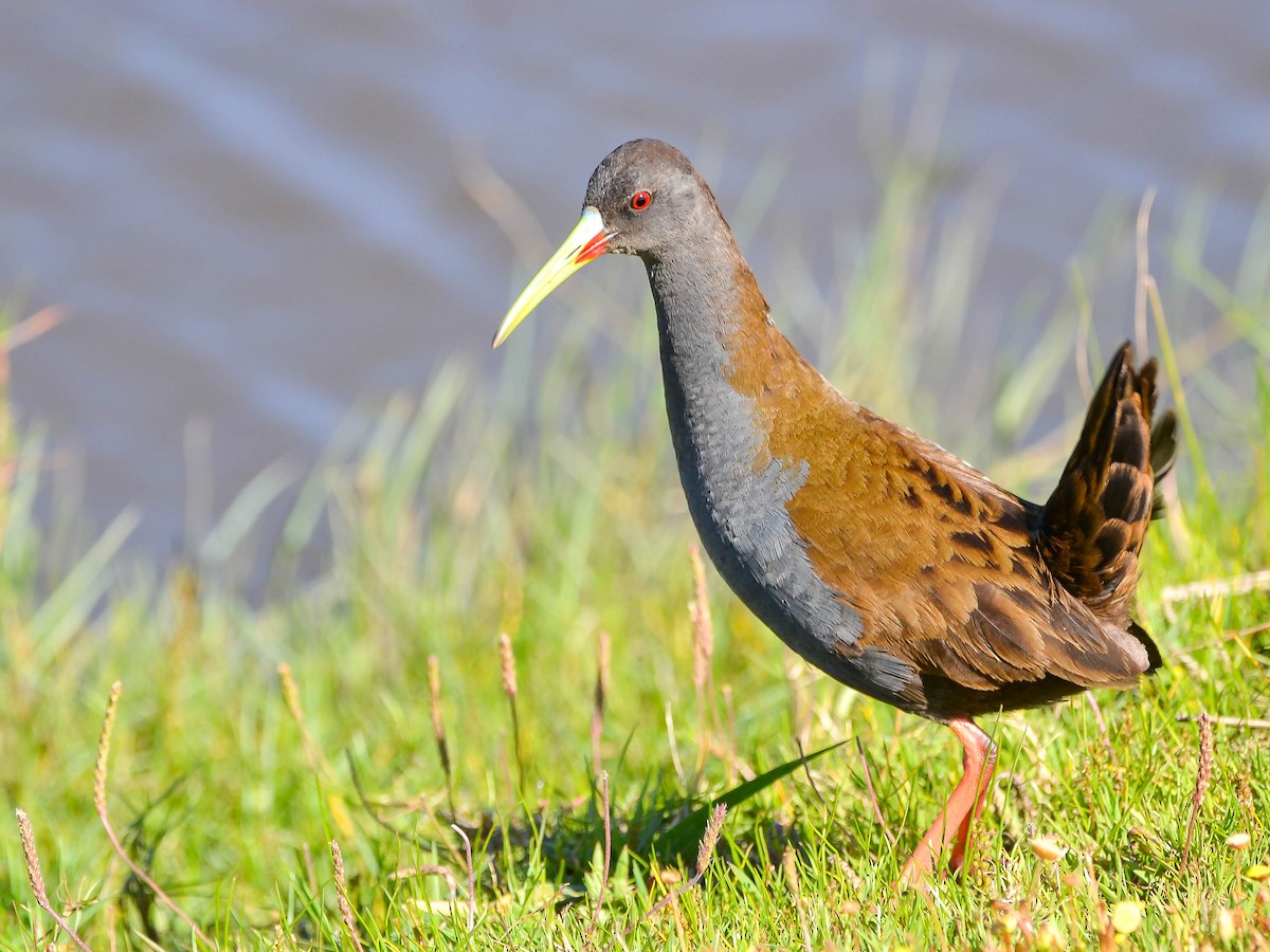 Kurşuni Sukılavuzu - ML647403518