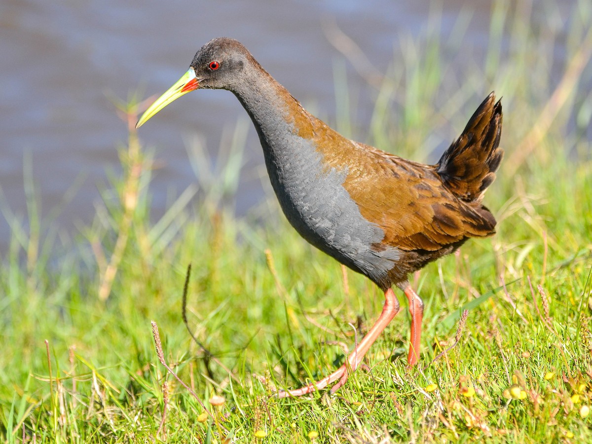 Kurşuni Sukılavuzu - ML647403519