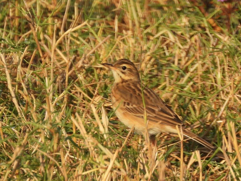 Blyth's Pipit - ML647403525