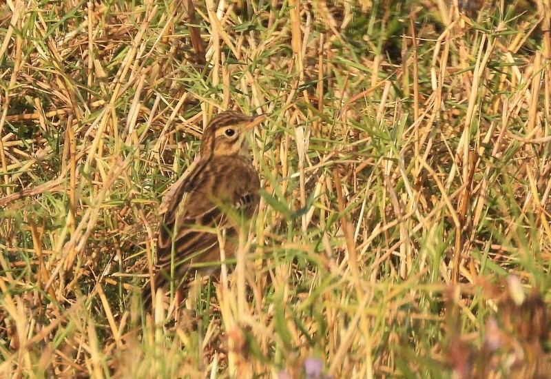 Blyth's Pipit - ML647403526