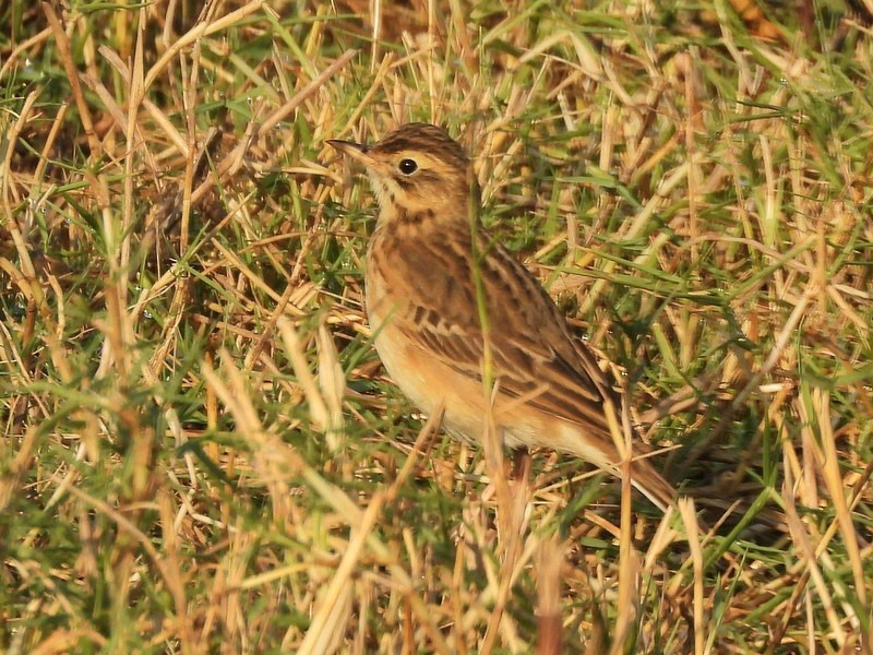 Blyth's Pipit - ML647403527