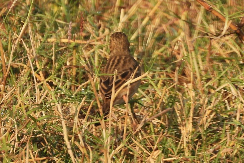 Blyth's Pipit - ML647403528