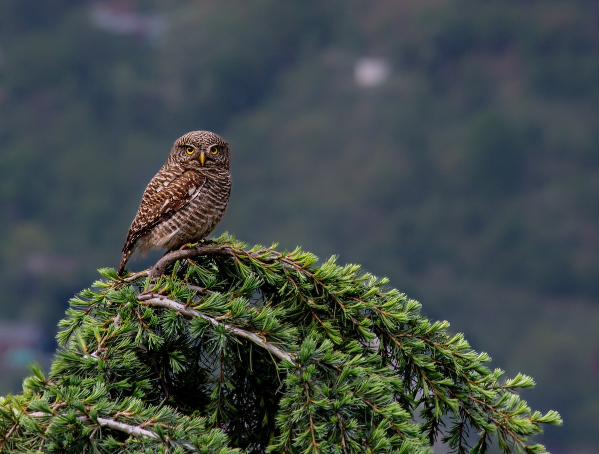 Asian Barred Owlet - ML647403535