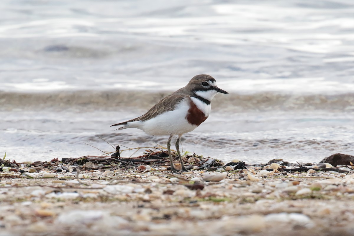 Double-banded Plover - ML647403536