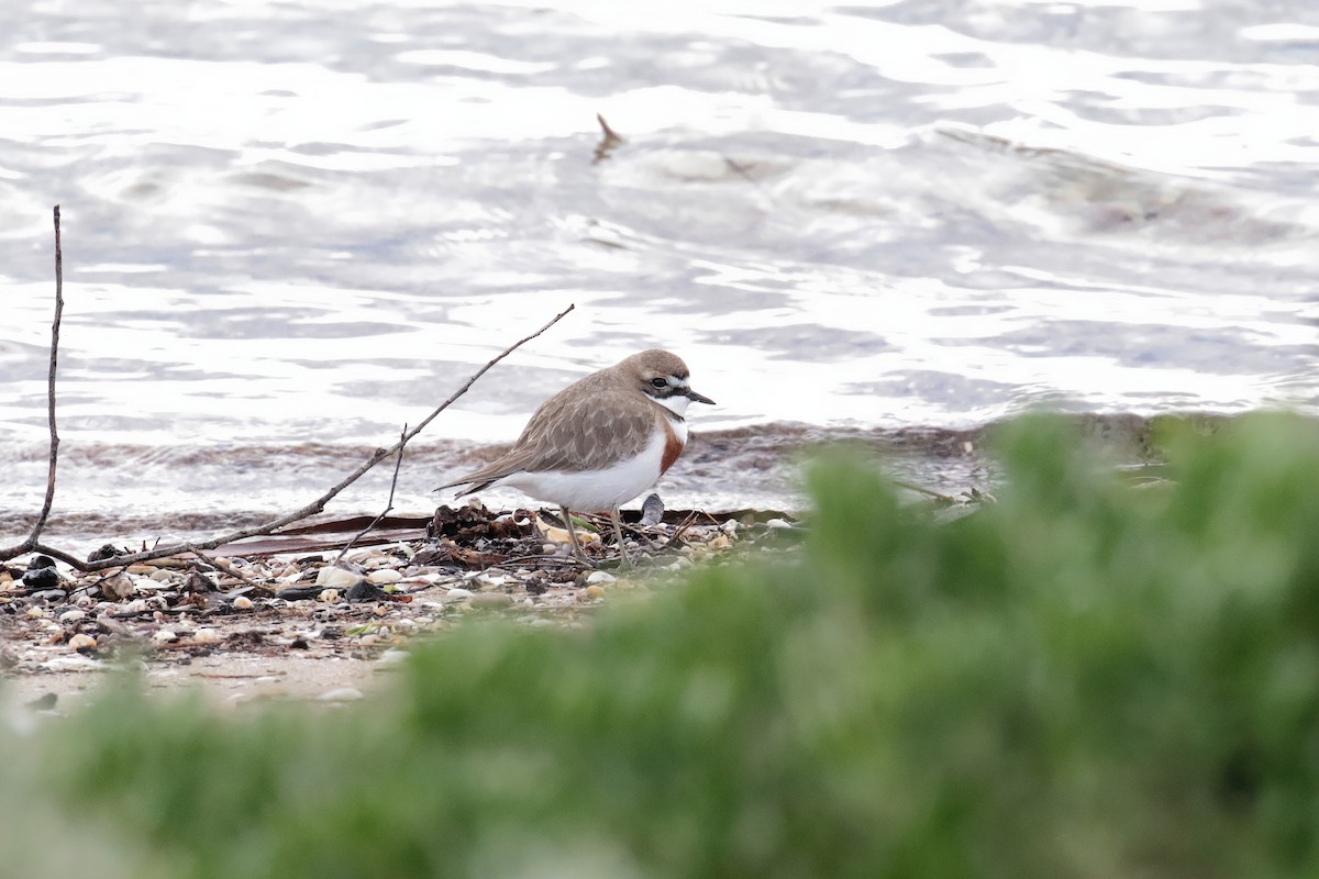 Double-banded Plover - ML647403537