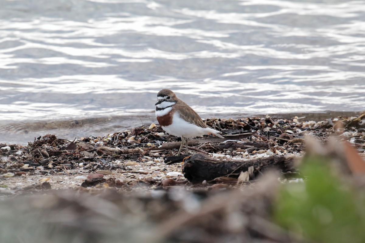 Double-banded Plover - ML647403539