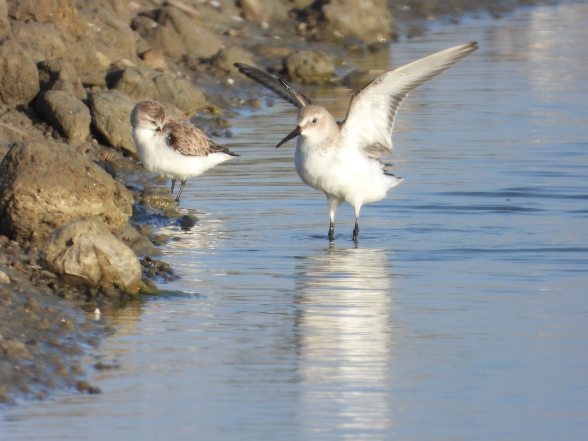 Dunlin - ML647403540