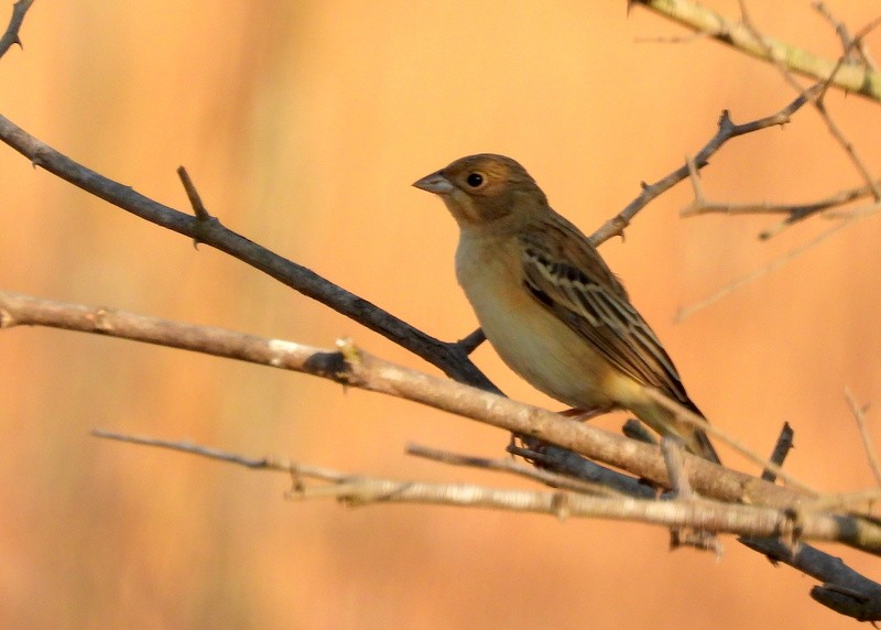 Red-headed Bunting - ML647403541