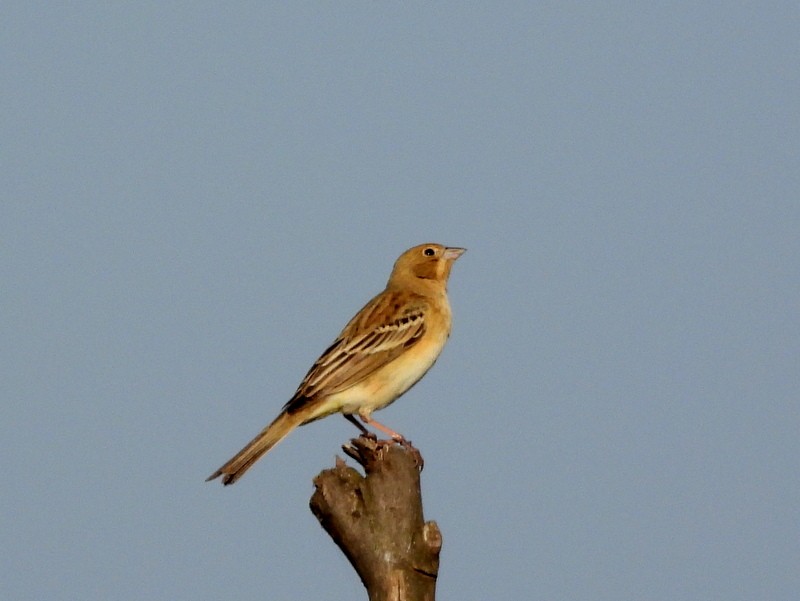 Red-headed Bunting - ML647403542