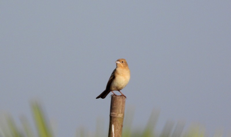 Red-headed Bunting - ML647403543