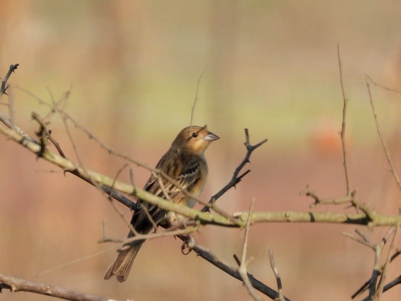 Red-headed Bunting - ML647403544