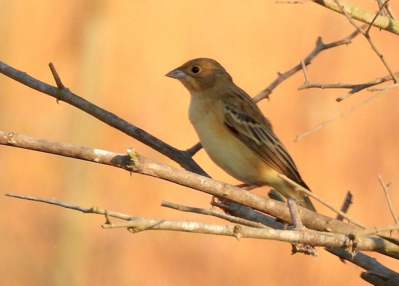 Red-headed Bunting - ML647403545