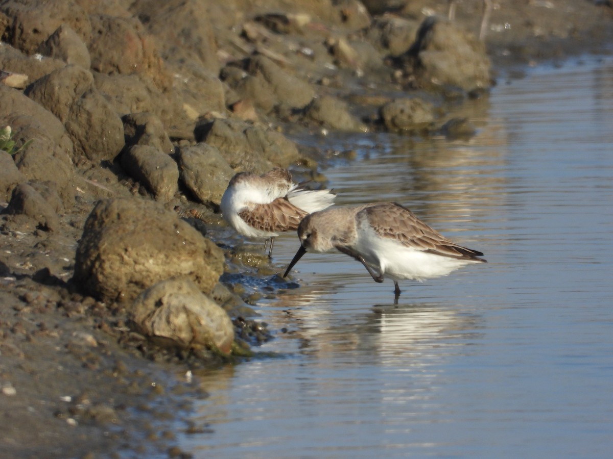 Dunlin - ML647403546