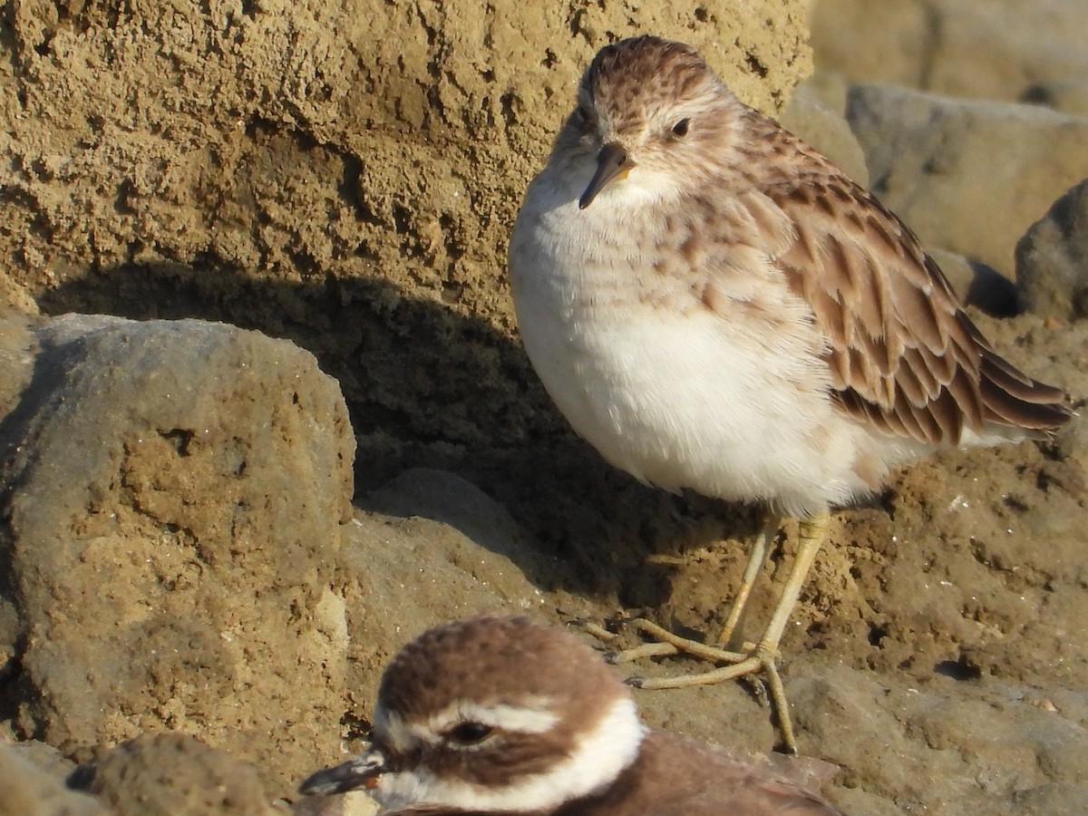 Long-toed Stint - ML647403548