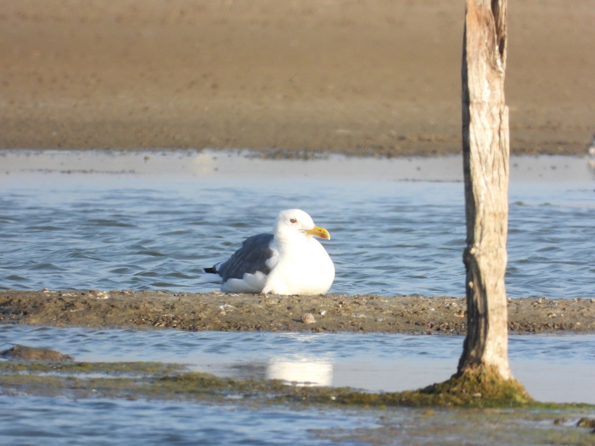 gull/tern sp. - ML647403554
