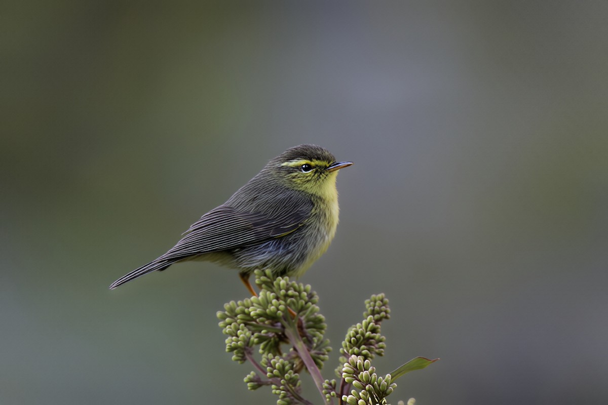 Tickell Çıvgını (affinis/perflavus) - ML647403557