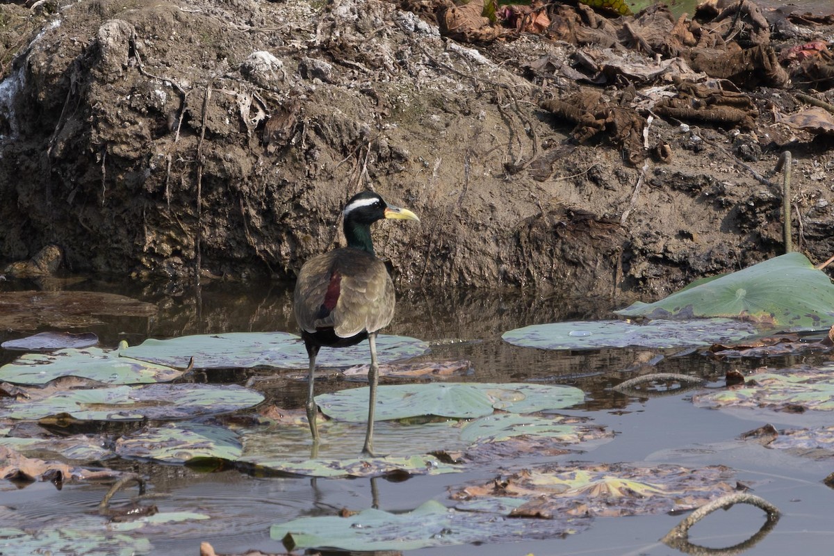 Бронзовокрылая якана - ML647403558