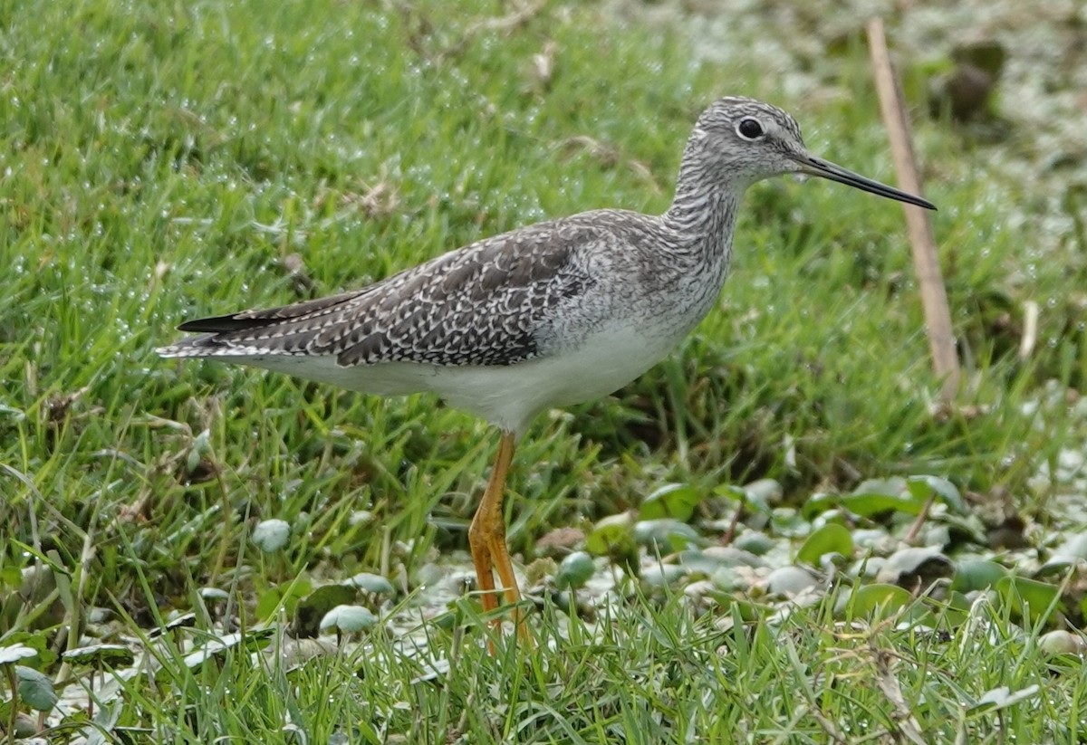 Greater Yellowlegs - ML647403576