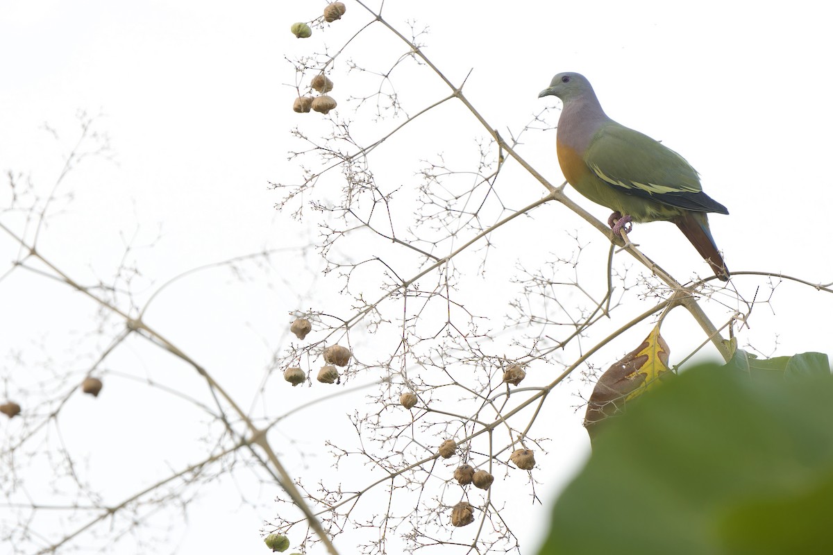 Pink-necked Green-Pigeon - ML647403577