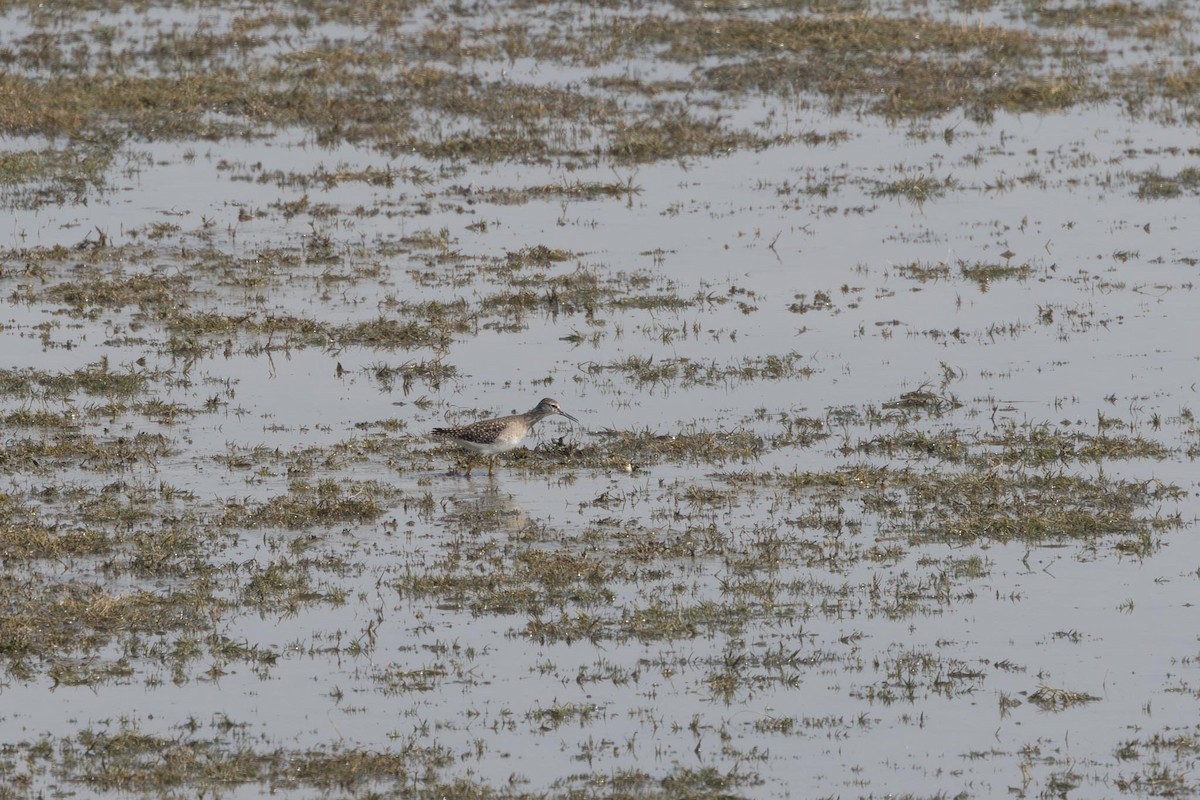 vodouš bahenní - ML647403582