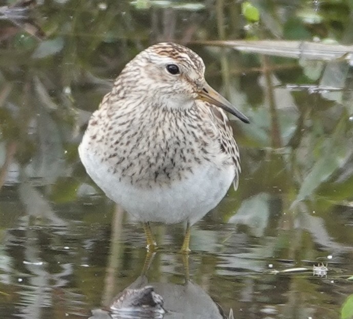 Дутыш - ML647403605