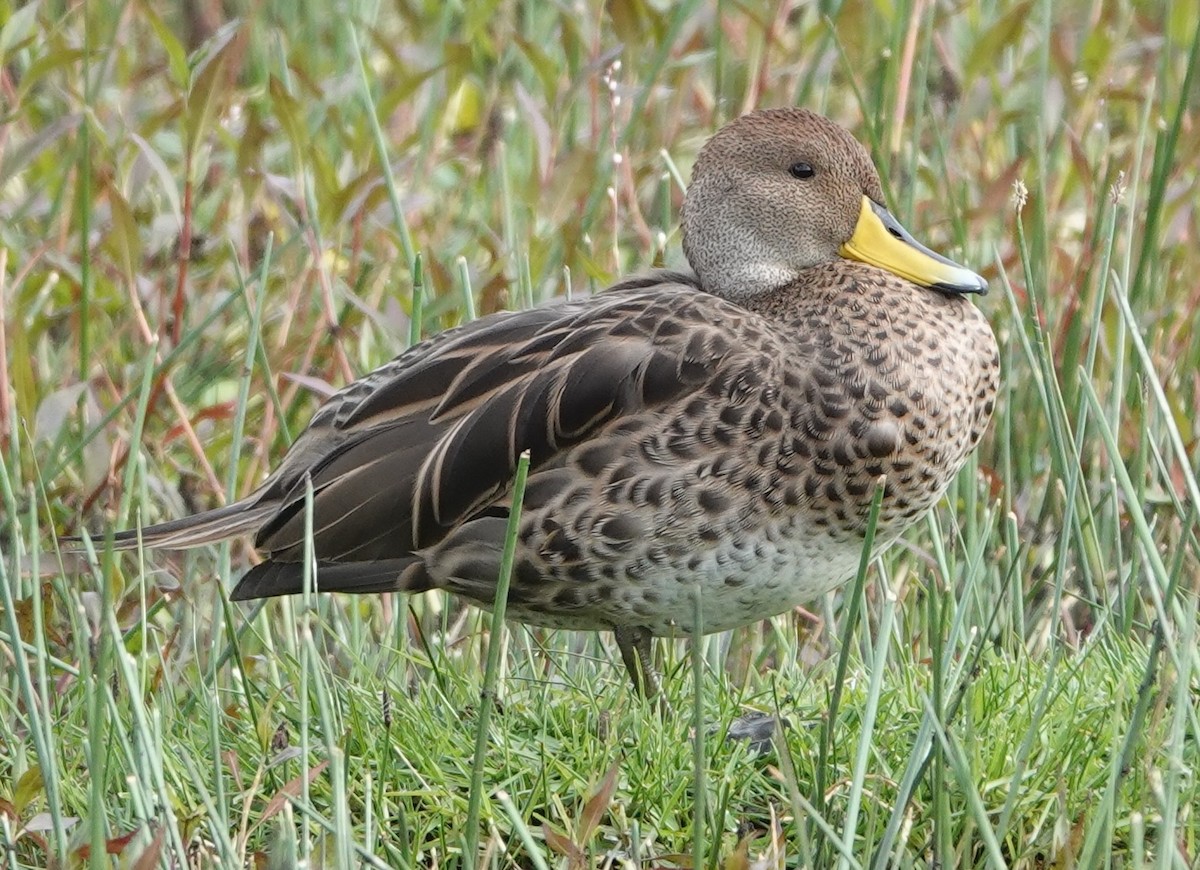 gulnebbstjertand - ML647403648